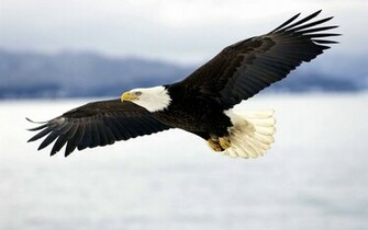 Bald Eagle In Flight HD Wallpaper