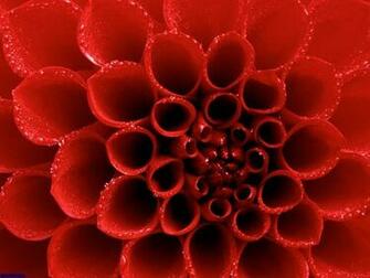 Crisp Red Wallpaper For Desktop Laptop And Tablet Devices