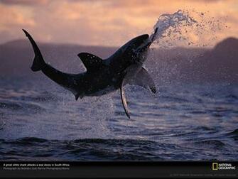 Great White Shark Wallpaper Jumping