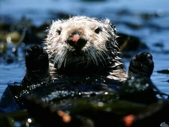 Wallpaper Otter Sea