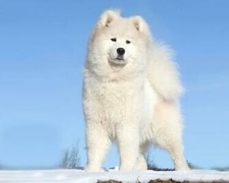 White Dog Walllpaper