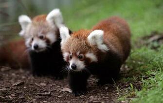 Baby Red Pandas Wallpaper