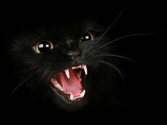 Cute Black Cat Wallpaper Wwe