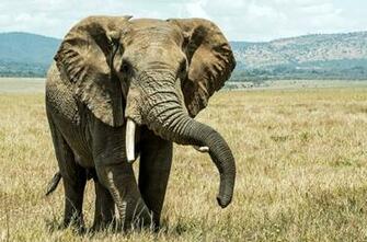 Elephant Trunk Pictures Image