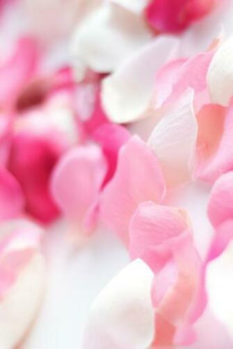 Pink Orchid Flowers iPhone 4s Wallpaper