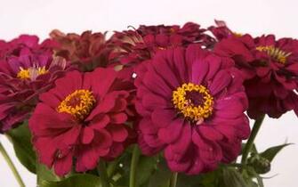 Flowers For Flower Lovers Daisy Desktop Wallpaper