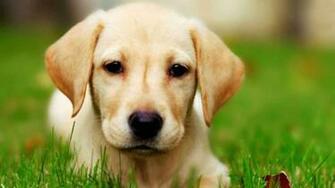 Labrador Puppy Wallpaper HD Lab For
