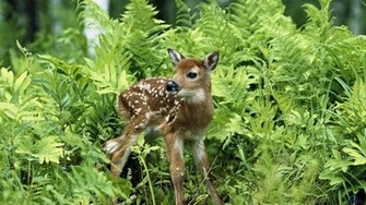 Wallpaper White Tailed Deer Fawn X Widescreen