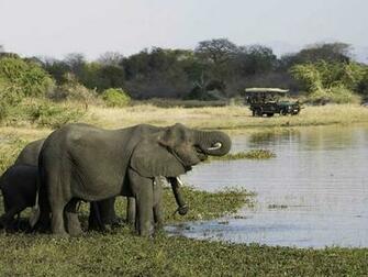 Liwonde Travel Africa Caws Game Drive Dana Allen