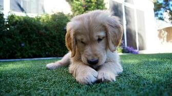 HD Golden Retriever Dog Wallpaper HDwallsource