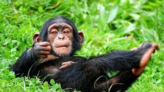 Chimpanzee HD Wallpaper