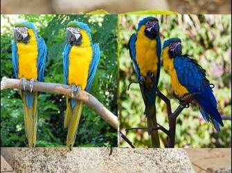 Best Wallpaper Zoo Animals