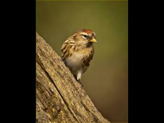 Common Redpoll By Mick White Lrps Selsdon Camera Club