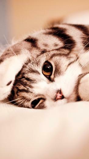 Cute Cat