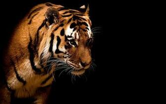 Tiger Background Pictures