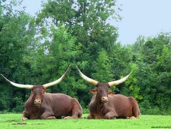 Buffalo The Animal Kingdom Wallpaper