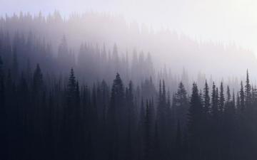 Dark Forest Desktop Wallpaper On