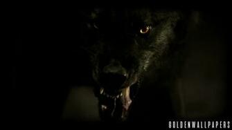 Black Wolf Wallpaper Sf