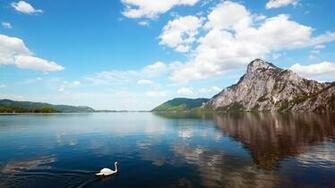 Scenery A Swan In Water Wallpaper Resolution