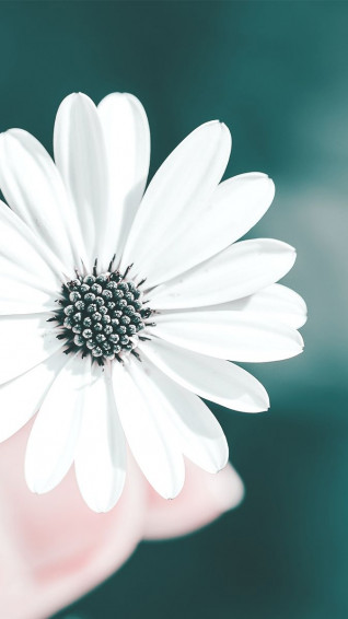 White Flower iPhone Wallpaper On