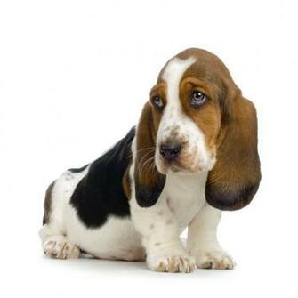 Wallpaper Dapple Dachshund HD Background Desktop
