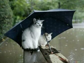 Rainy Season Wallpaper For Desktop Background HD