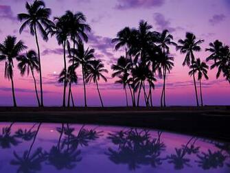 Wallpaper Tropics Sunset Usa Reflection Oahu Palm Hawaii Lilac