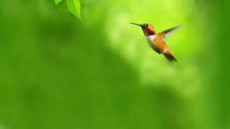 Green Flying Birds Opera Web Browser Hummingbirds