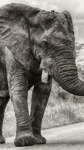 iPhone Wallpaper Elephant On The Road My HD