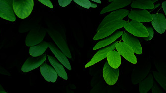 Green Nature Leaf 4k Ultra HD Wallpaper