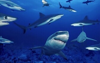 Shark Wallpaper HD Pictures Animal