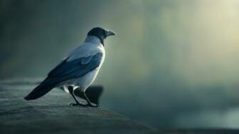 Crow Desktop Wallpaper On Latoro