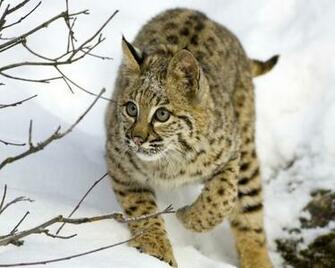HD Desktop Wallpaper Bobcat