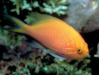 Fish Tropical Wallpaper Desktop WallscreenHD