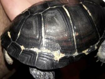 New Problem Emergency Care Turtle Forum