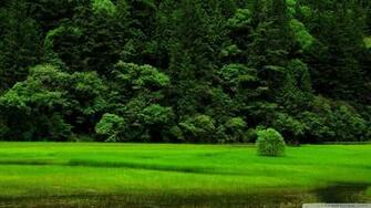 Nature Background Wallpaper