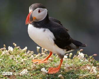 Puffin Wallpaper