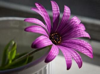 Beautiful Flowers Wallpaper Find Photos