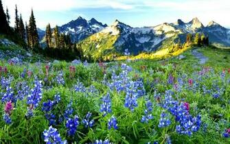 Wallpaper Spring In The Mountains