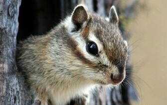 Chipmunk Wallpaper