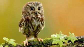Cute Little Background Birds Animals Wallpaper