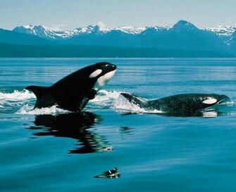 Orca Whales