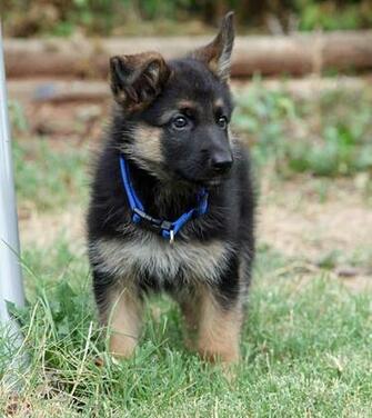 Jack The German Shepherd Puppies Daily Puppy
