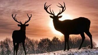 Whitetail Deer Background