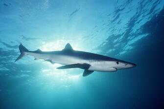 Shark Wallpaper HD Pictures One