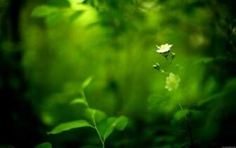 Amazing Green Nature Wallpaper Dezineguide