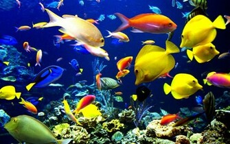 Bear Underwater High Resolution Wallpaper Definition