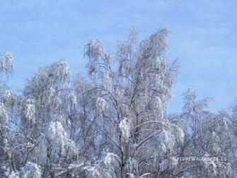 Wallpaper Winter Trees Background