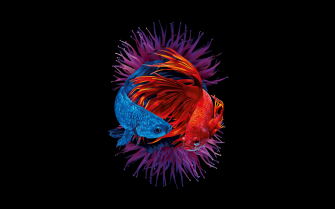 Most Beautiful Fish Wallpaper