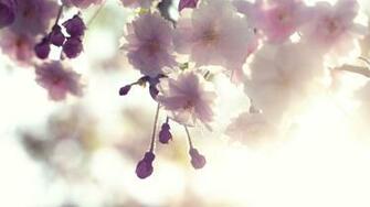 Pink Cherry Blossom Wallpaper